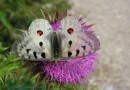 Parnassius apollo ©  S. Beshkov